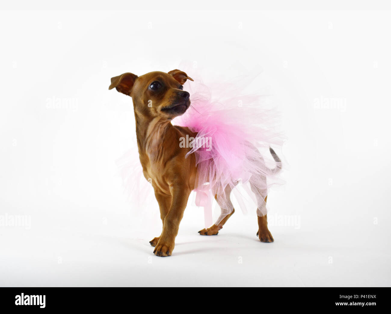 Perro en tutu fotograf as e im genes de alta resoluci n Alamy