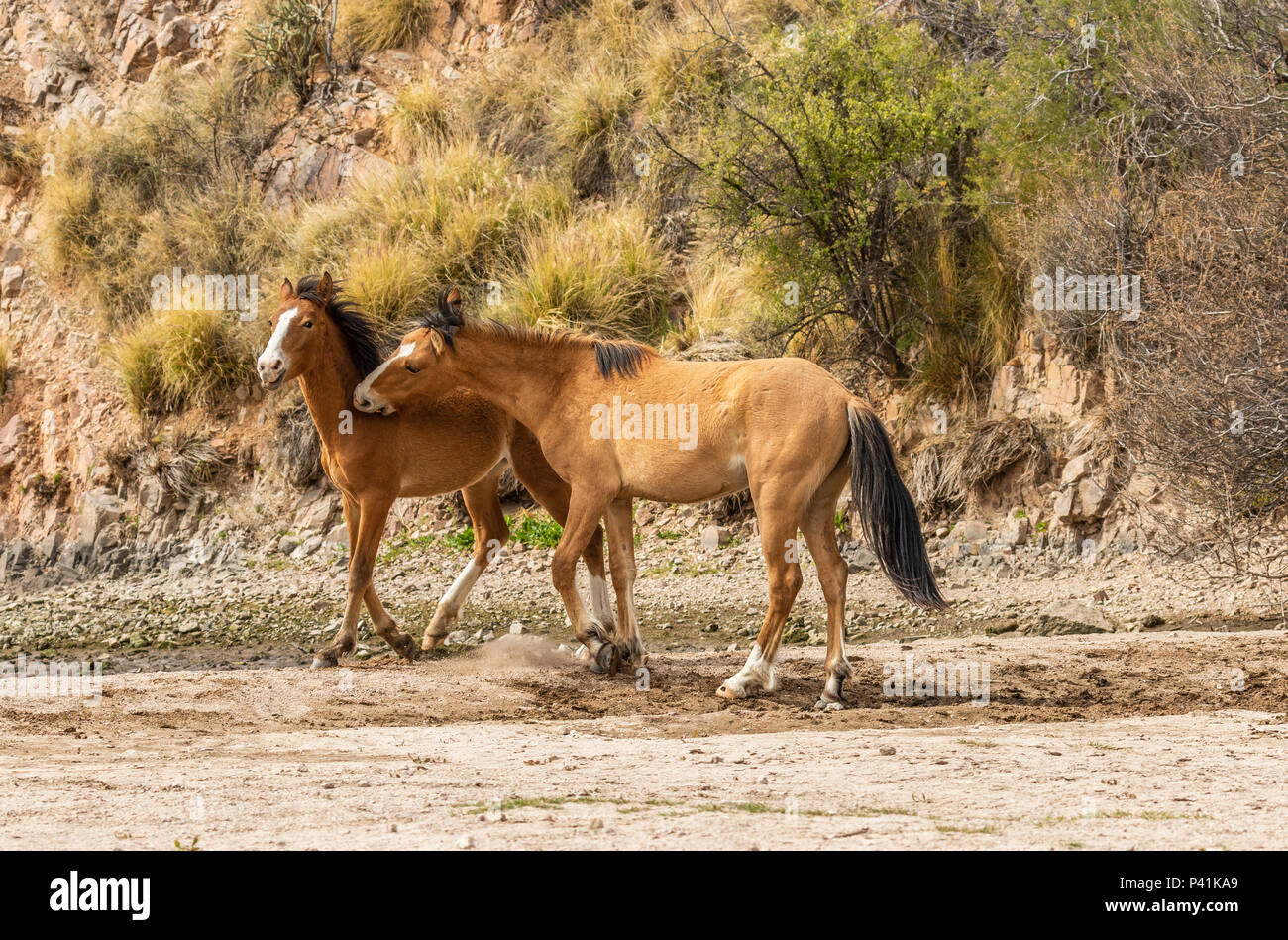 Caballos salvajes de sparring en el desierto de Arizona Foto de stock