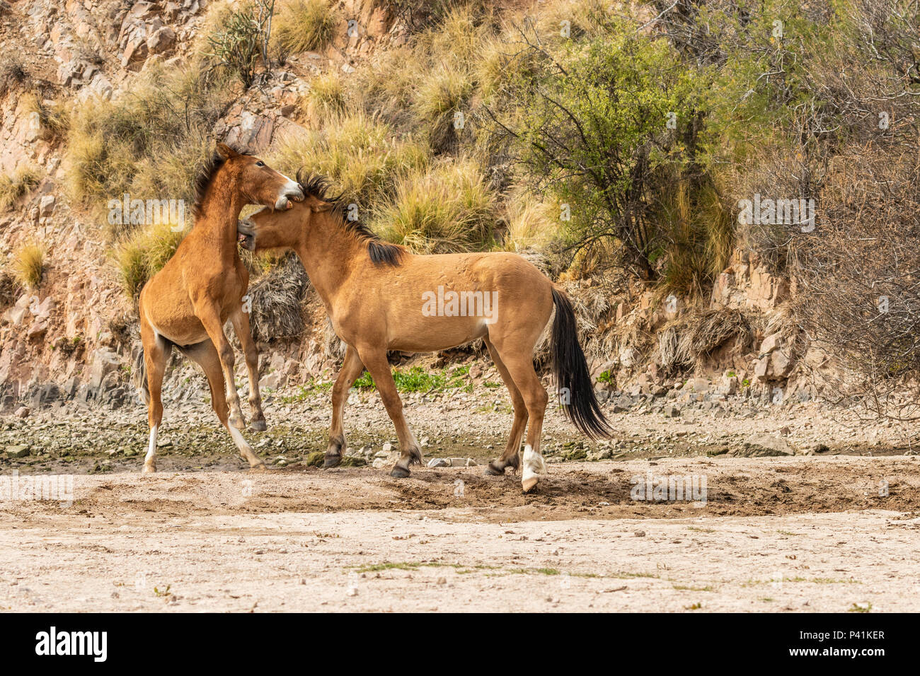 Caballos salvajes de sparring en el desierto de Arizona Foto de stock