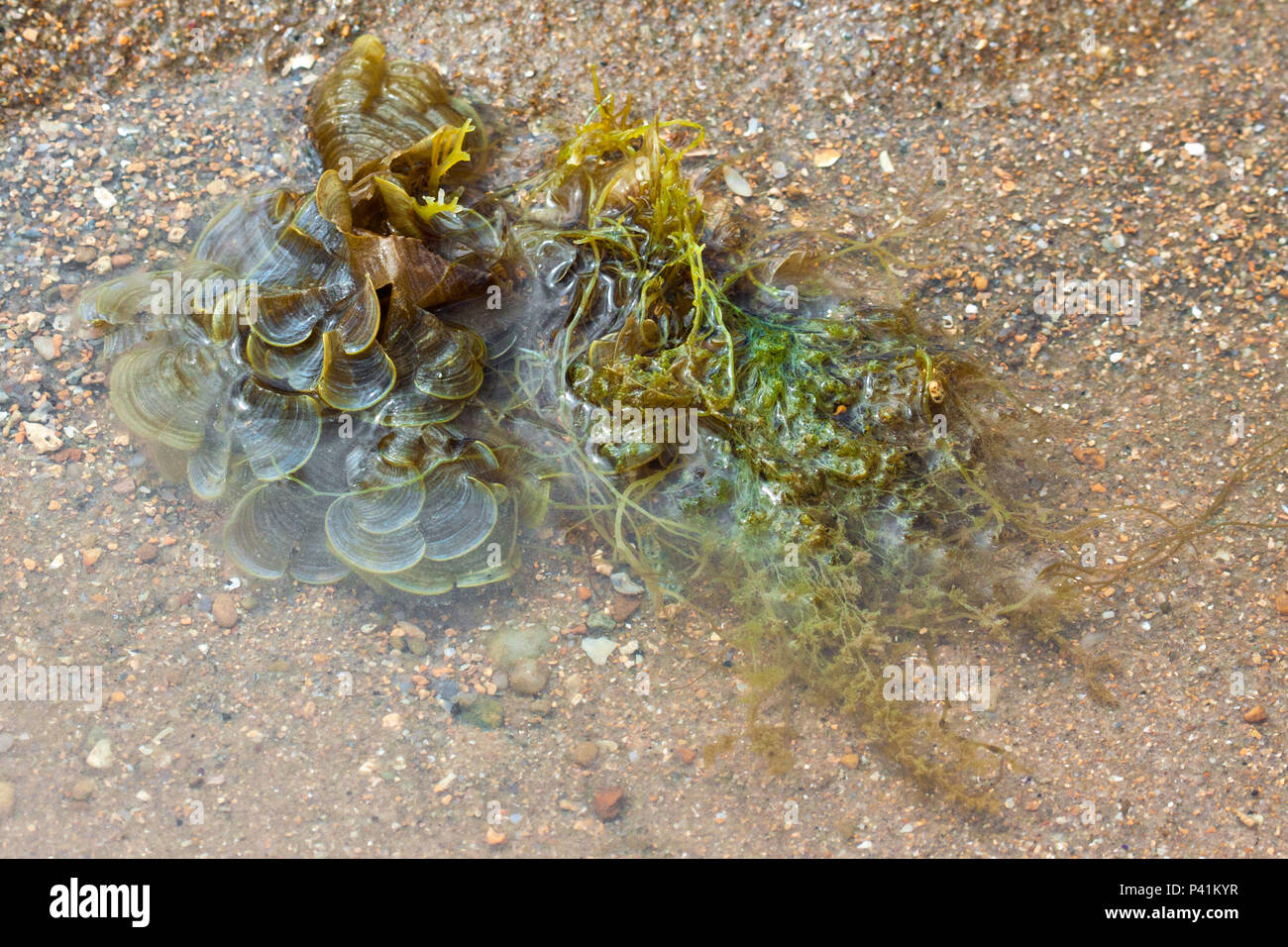 Marau- Bahia alfaces-do-mar género Ulva Flora marinha algas mar océano Maraú Bahia Sul da Bahia, nordeste Foto de stock