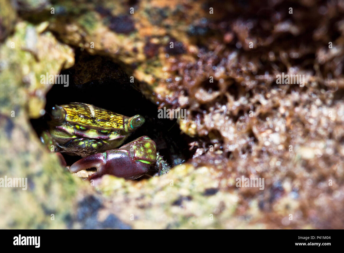 Ilha da Pedra Furada - Baia de Camamú - BA Caranguejo crustáceo Fauna Marinha Ilha da Ilha da Pedra Furada Baia de Camamú Bahia Sul da Bahia, nordeste de Brasil Foto de stock