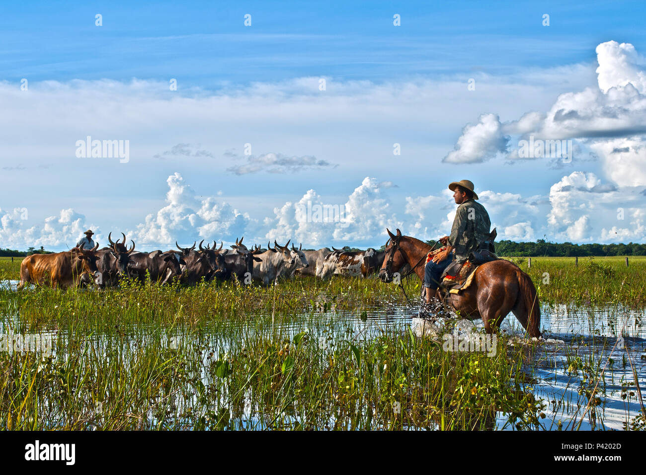 Manada de Cavalos Pantaneiros em uma Fazenda do Pantanal 