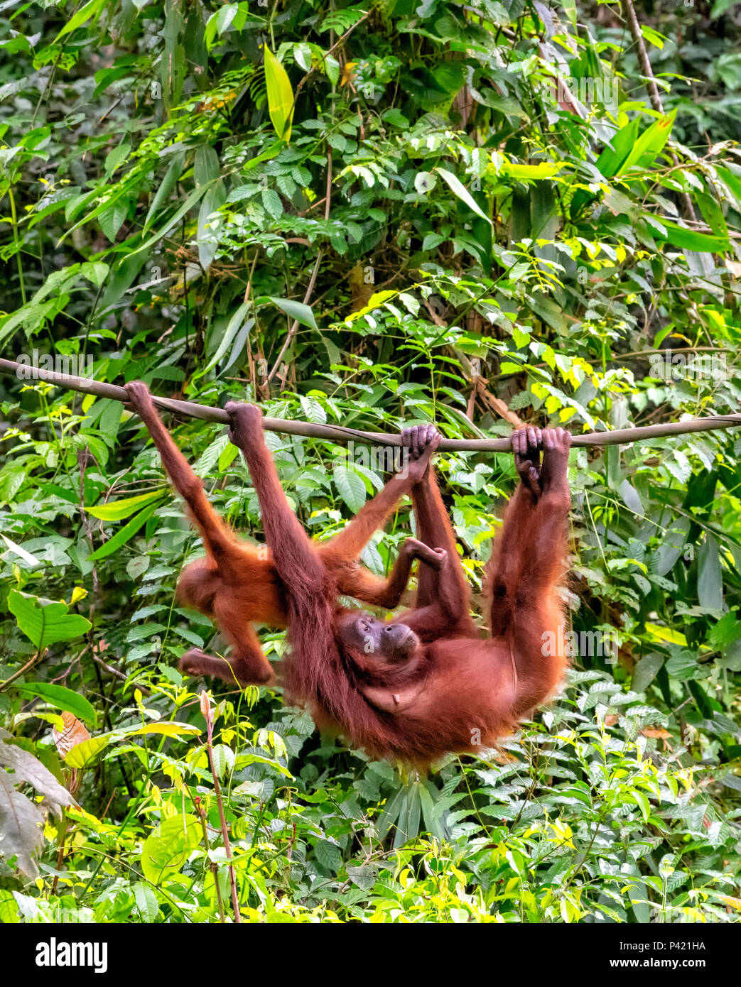 La madre y el bebé silvestres orangután colgado de un hombre Sepilok cuerda en el Centro de Rehabilitación de Orangutanes de Sepilok, Sandakan, Borneo, Malasia Foto de stock