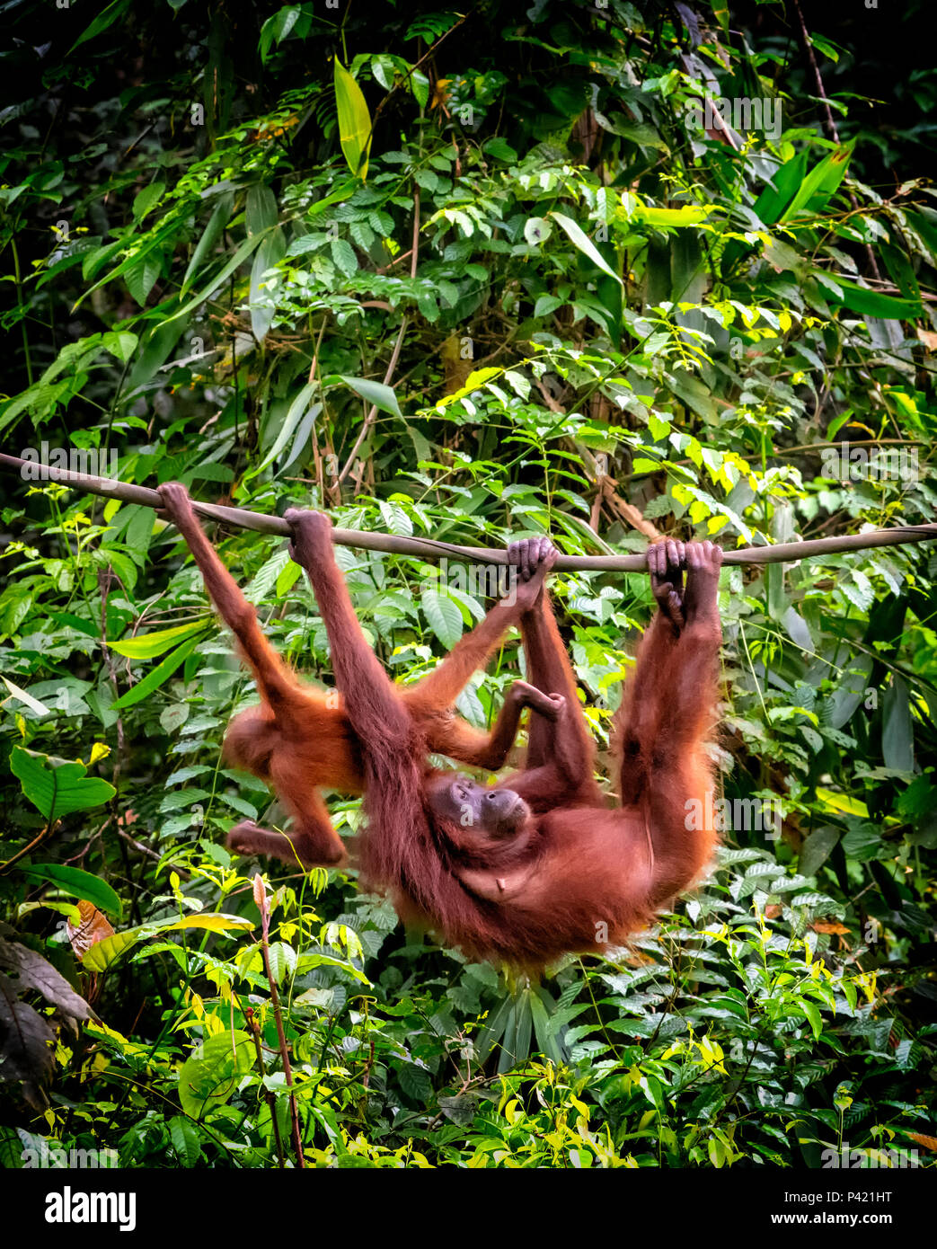 La madre y el bebé silvestres orangután colgado de un hombre Sepilok cuerda en el Centro de Rehabilitación de Orangutanes de Sepilok, Sandakan, Borneo, Malasia Foto de stock