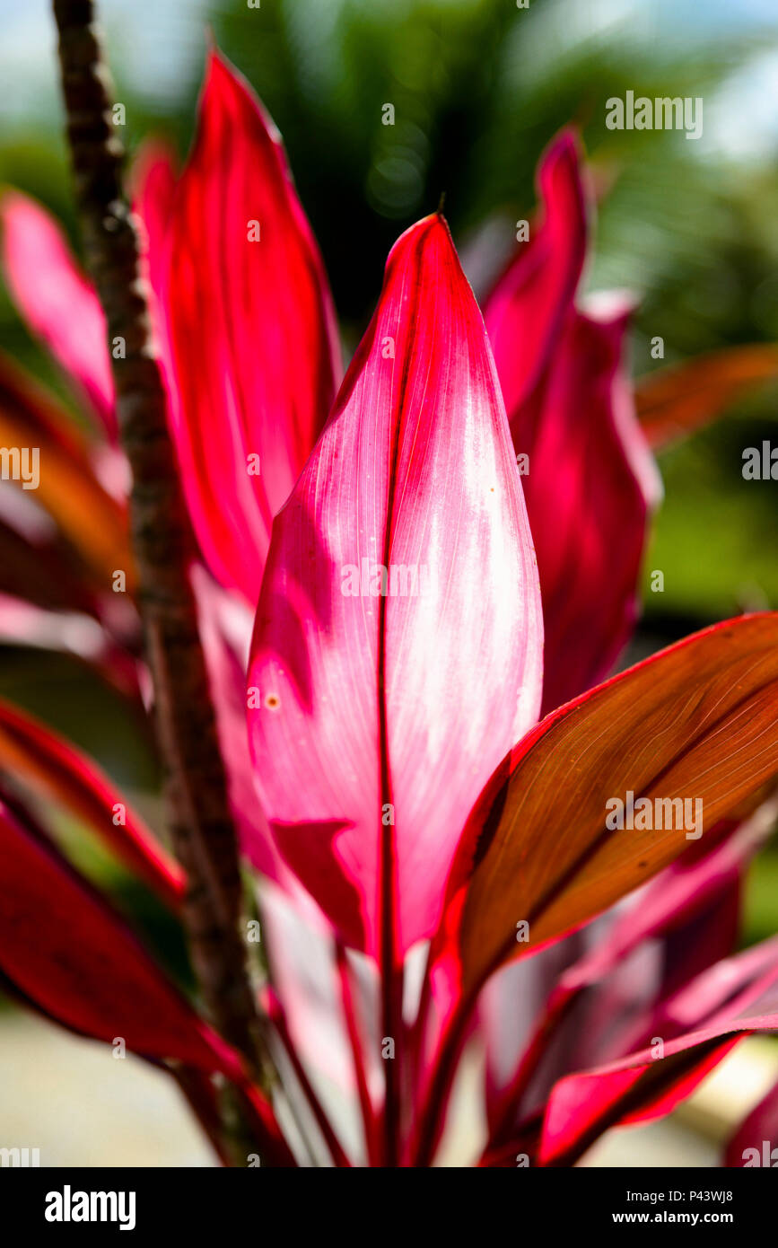 Dracena vermelha (Cordyline Terminalis), ParatyRJ. 07 de Junho de 2013. Foto: Alexandre Carvalho/Fotoarena Foto de stock