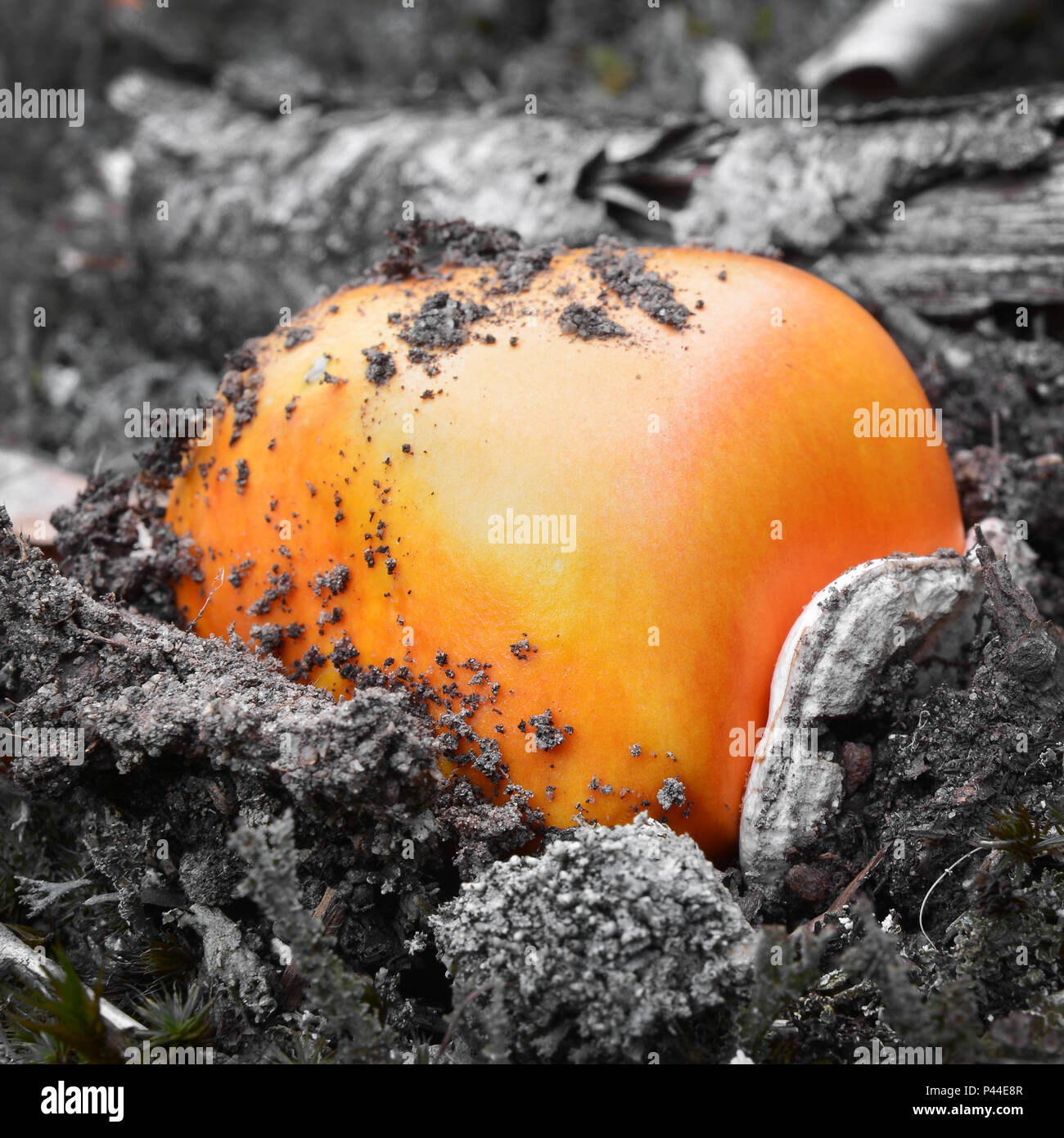 El Caesar's mushroom bombilla emergiendo de la tierra, amanita cesarea Foto de stock