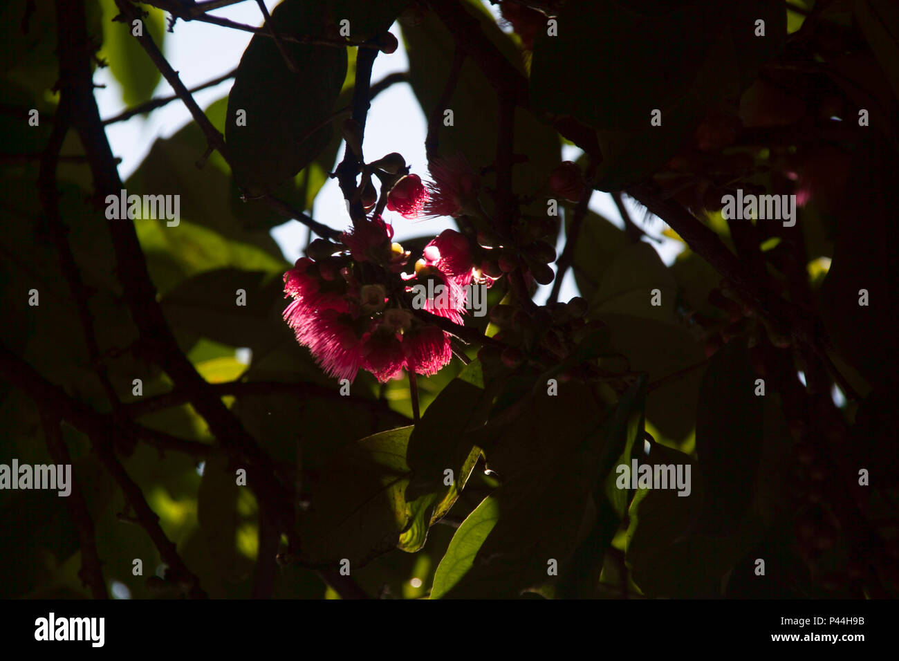 Flor em meio galhos arvore una de uma. Vitoria / ES Data 23/11/2012 (Foto: CiÃ§un Neder / Fotoarena) Foto de stock