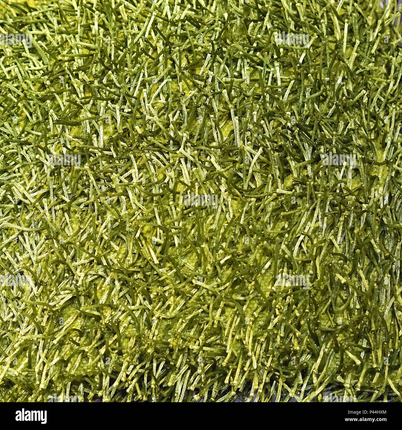 La Textura De La Alfombra Es Verde Fondo De La Alfombra Verde Imagen de  archivo - Imagen de material, alfombra: 130535355