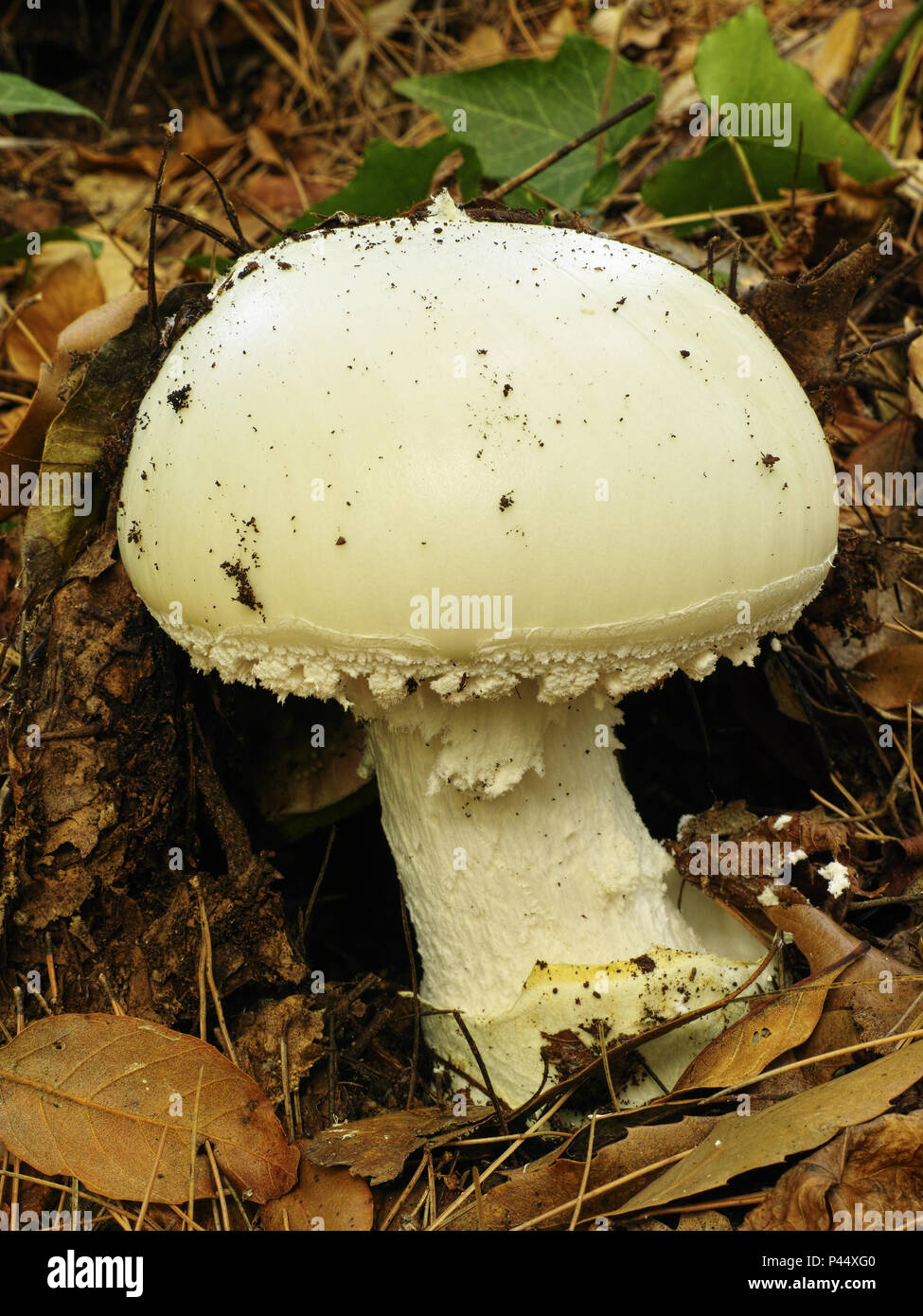 Ejemplar joven de huevo blanco europeo hongo Foto de stock