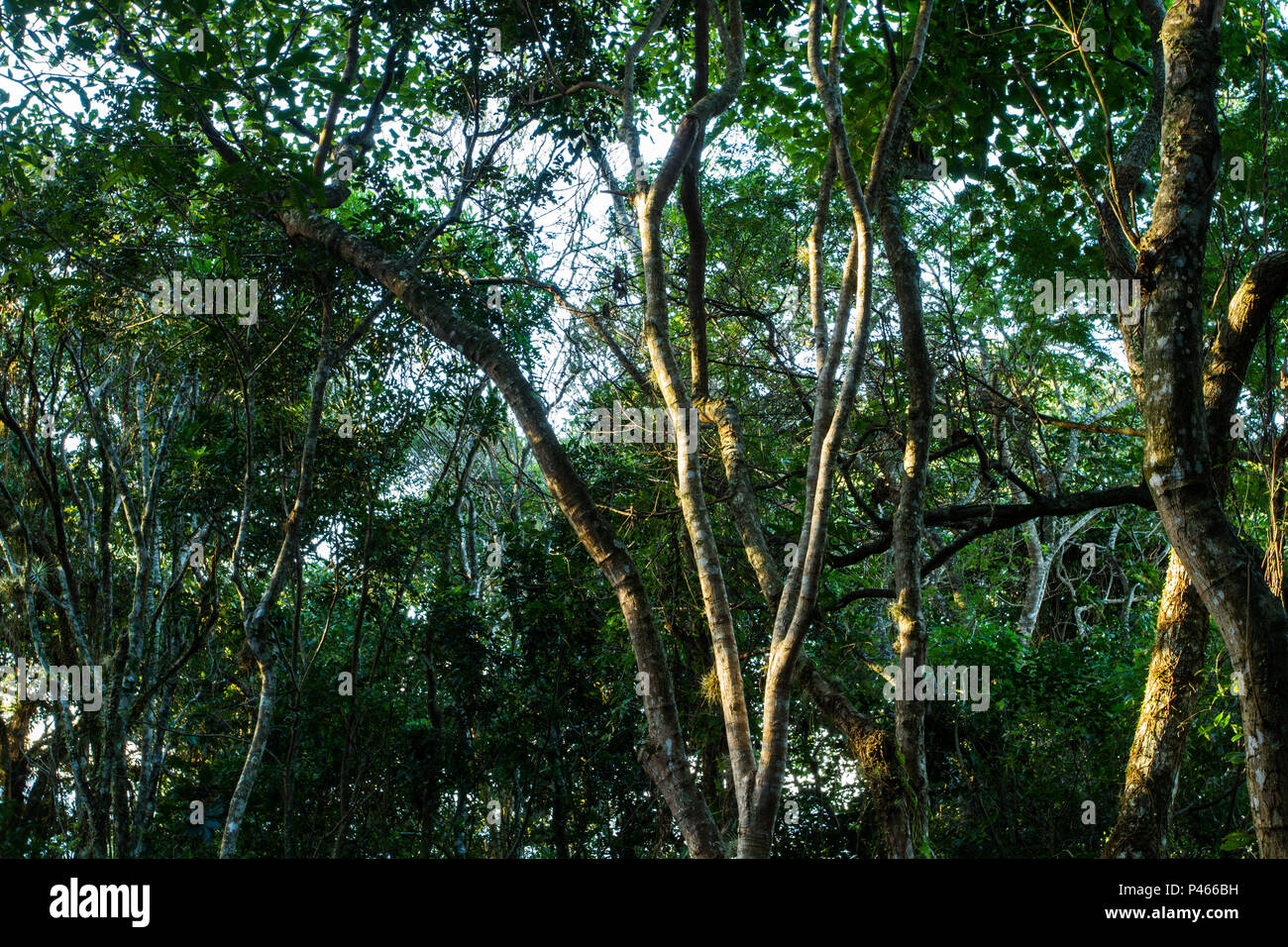 Árvores Na Trilha da Costa da Lagoa. Florianópolis/SC, Brasil. 18/07/2014. (Foto: Ricardo Ribas / Fotoarena) Foto de stock