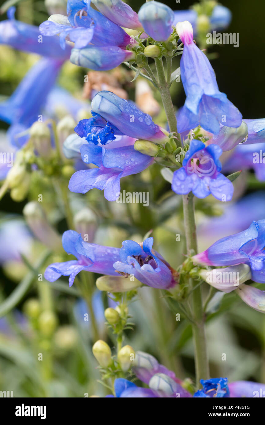 Buen azul flores tubulares de la floración verano foothill, Penstemon penstemon heterophyllus 'Electric Blue' Foto de stock