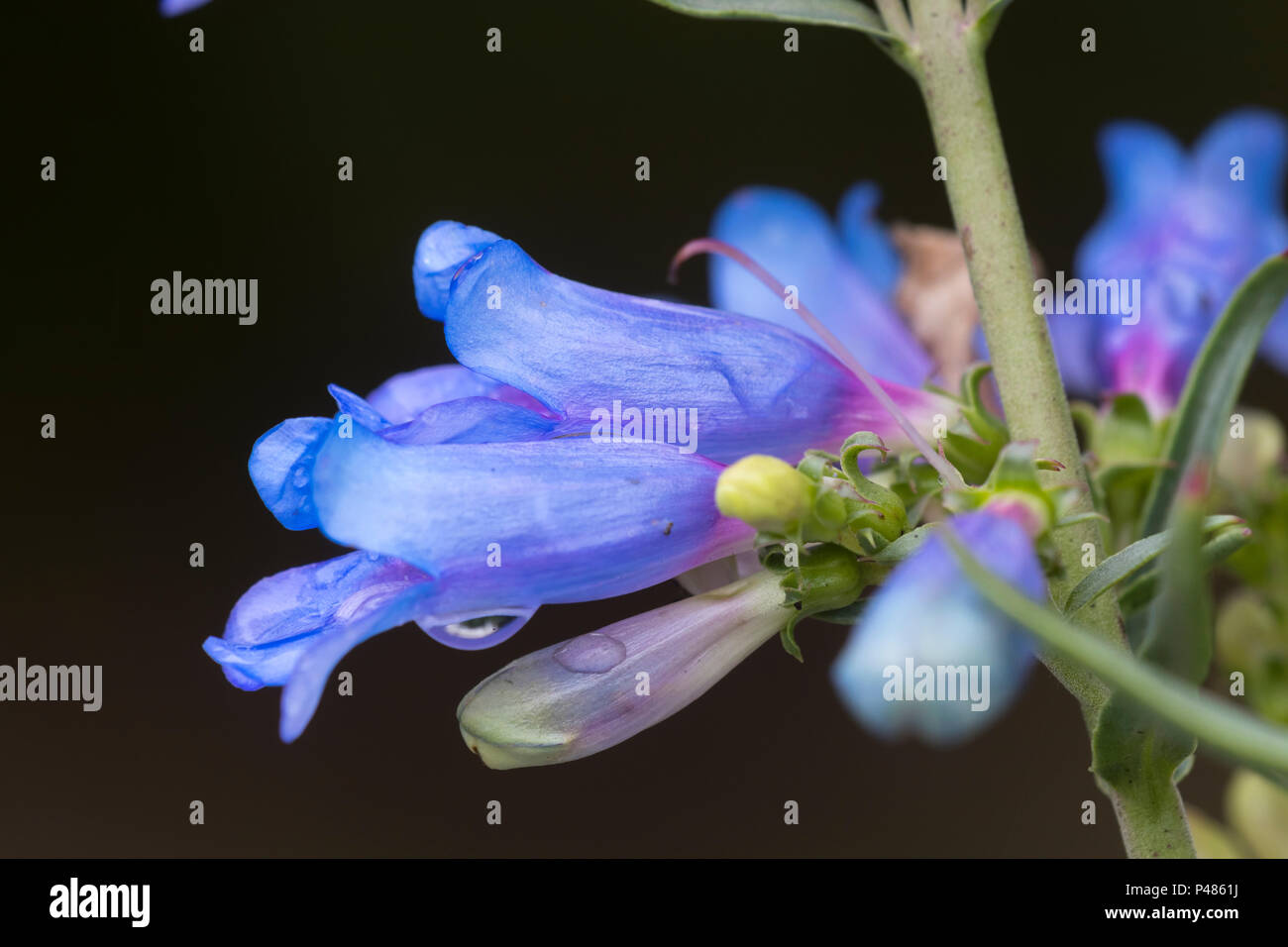 Buen azul flores tubulares de la floración verano foothill, Penstemon penstemon heterophyllus 'Electric Blue' Foto de stock