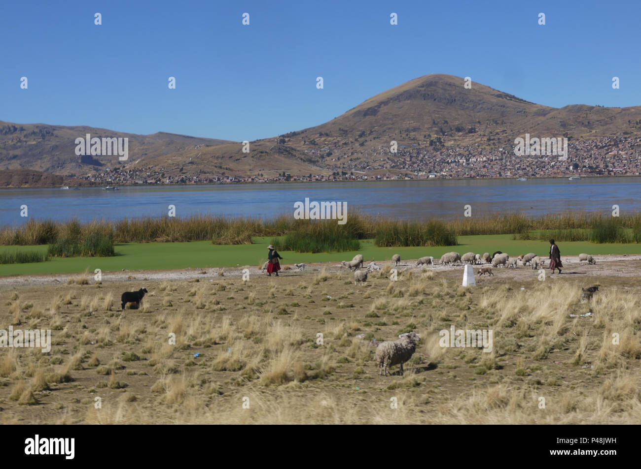 Los labradores locales tienden a un rebaño de ovejas al lado del lago Titicaca en Perú Foto de stock