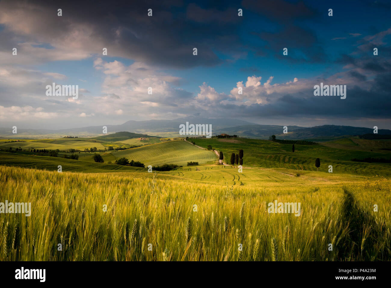 Campos Verdes cerca de la ciudad de Penza, Toscana, provincia Siena, Italia Central Foto de stock