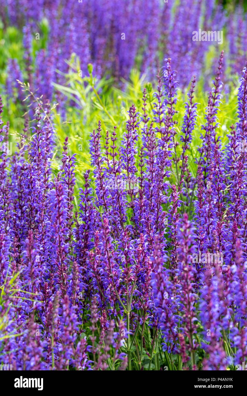 Salvia nemerosa fotografías e imágenes de alta resolución - Alamy
