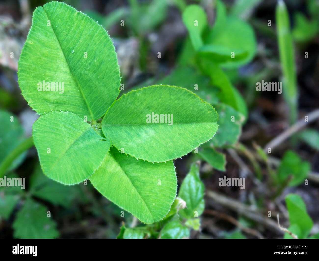 Pic verdadero! El trébol de cuatro hojas, Trifolium repens Foto de stock