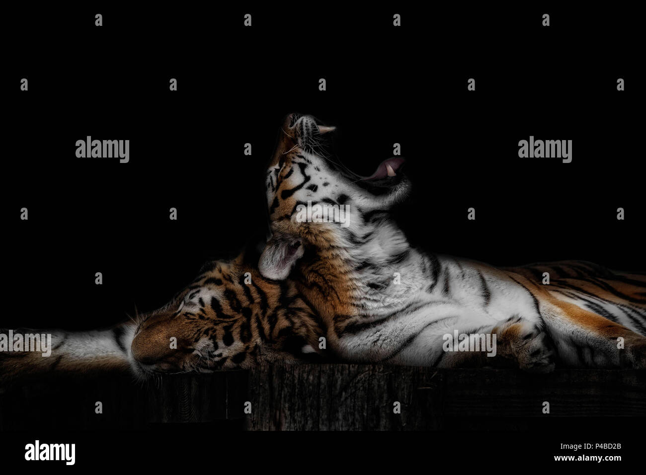Big Cat tiger bostezar con colmillos sobre negro Foto de stock