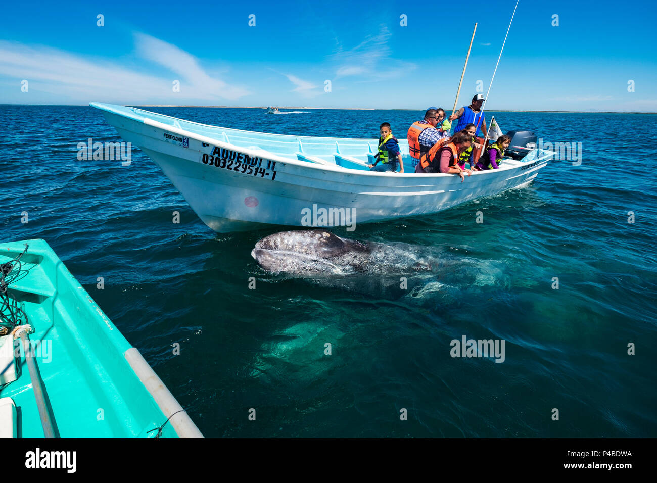Avistamiento de ballenas en Bahía Magdalena en Baja California Sur, en el norte de México Foto de stock