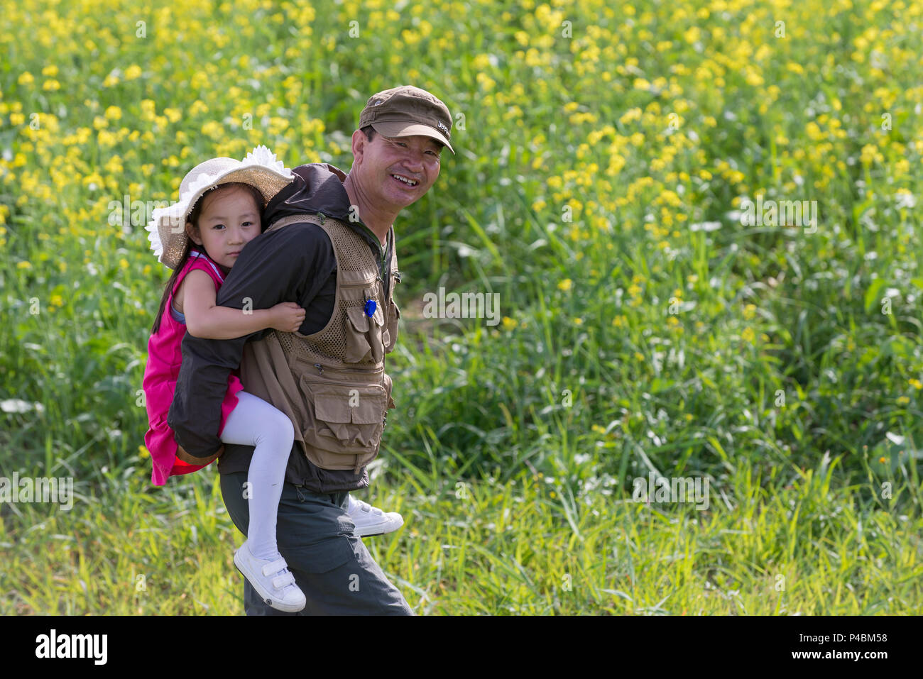 El hombre lleva la niña mientras disfruta de color amarillo brillante campo de plantas de colza, Duolun, Mongolia Interior, China Foto de stock