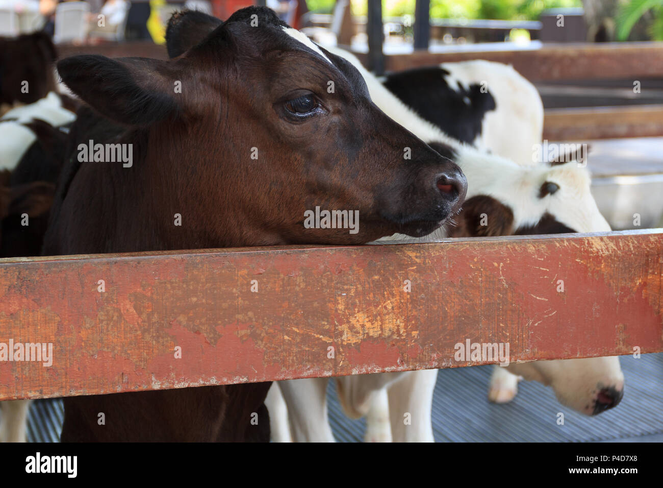 Cerrar Baby Cow en la granja. Foto de stock