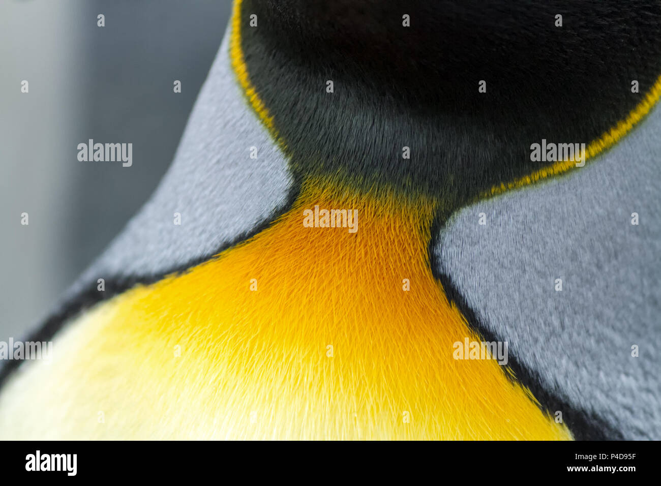 Pingüino Rey cerca de coloridas plumas de cuello Foto de stock