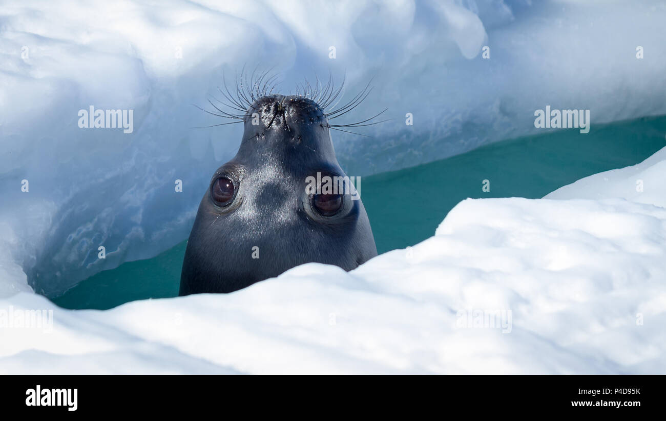 Sello de Weddell llegando hasta respirar en un agujero en el hielo del mar Foto de stock
