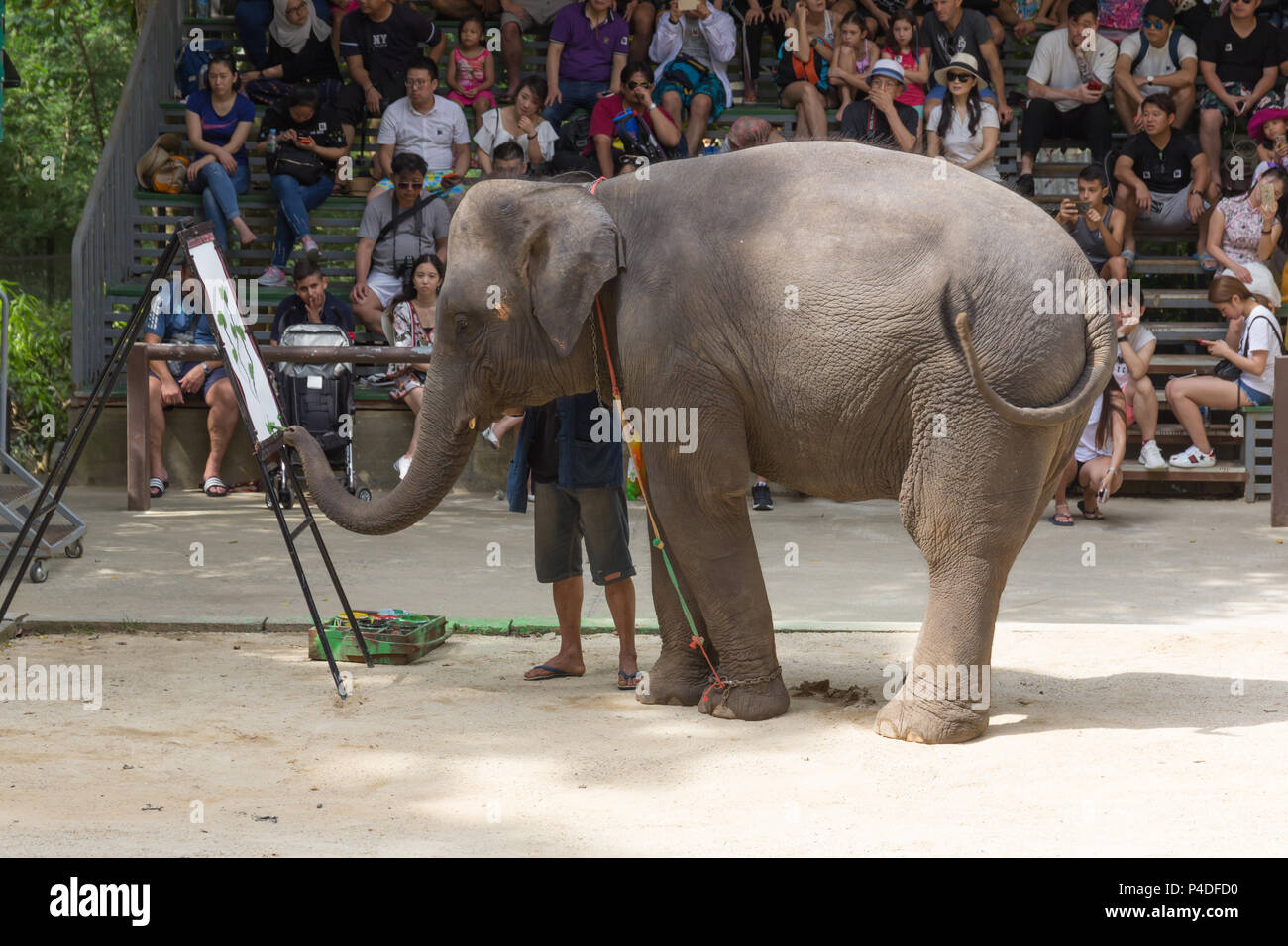 La provincia de Surat Thani, Tailandia, 12 de febrero de 2005: El elefante espectáculo en Namuang safari park Koh Samui el 12 de febrero de 2018, en la provincia de Surat Thani Tailandia. Foto de stock