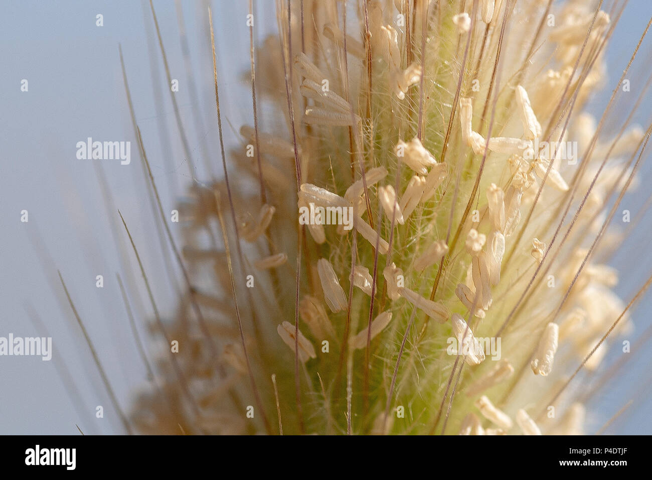 Cabeza de semillas silvestres de hierba en el Castillo de Santa Maura, Lefkada Foto de stock