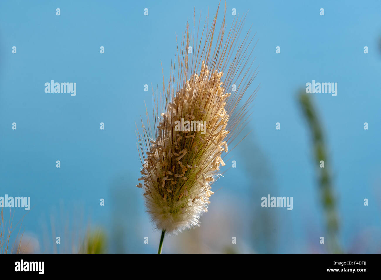 Cabeza de semillas silvestres de hierba en el Castillo de Santa Maura, Lefkada Foto de stock