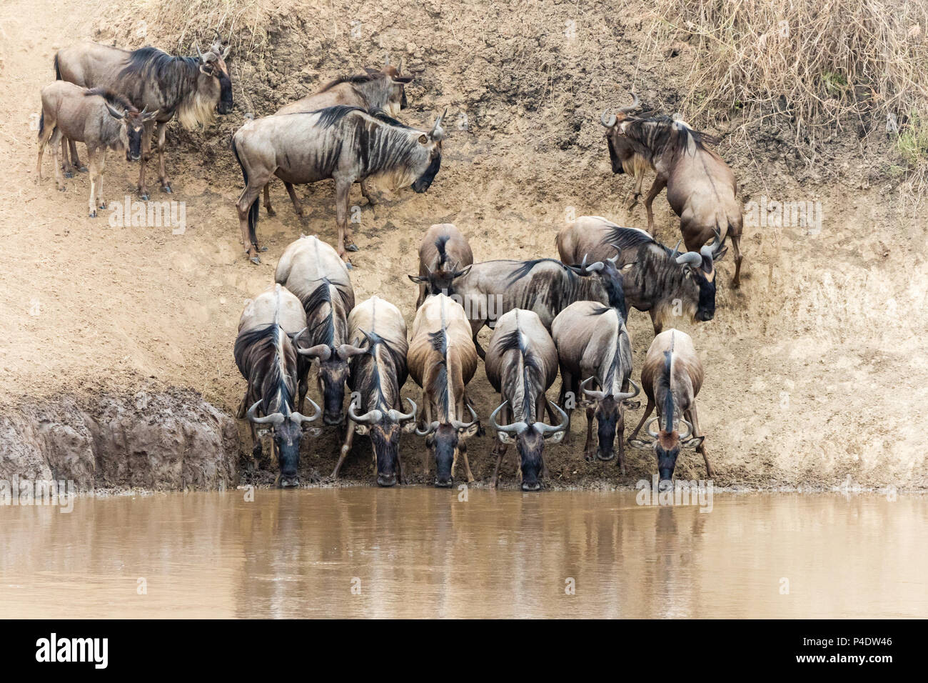 Una fila de ñus beber del río Mara durante la gran migración en Masai Mara, Kenya Foto de stock