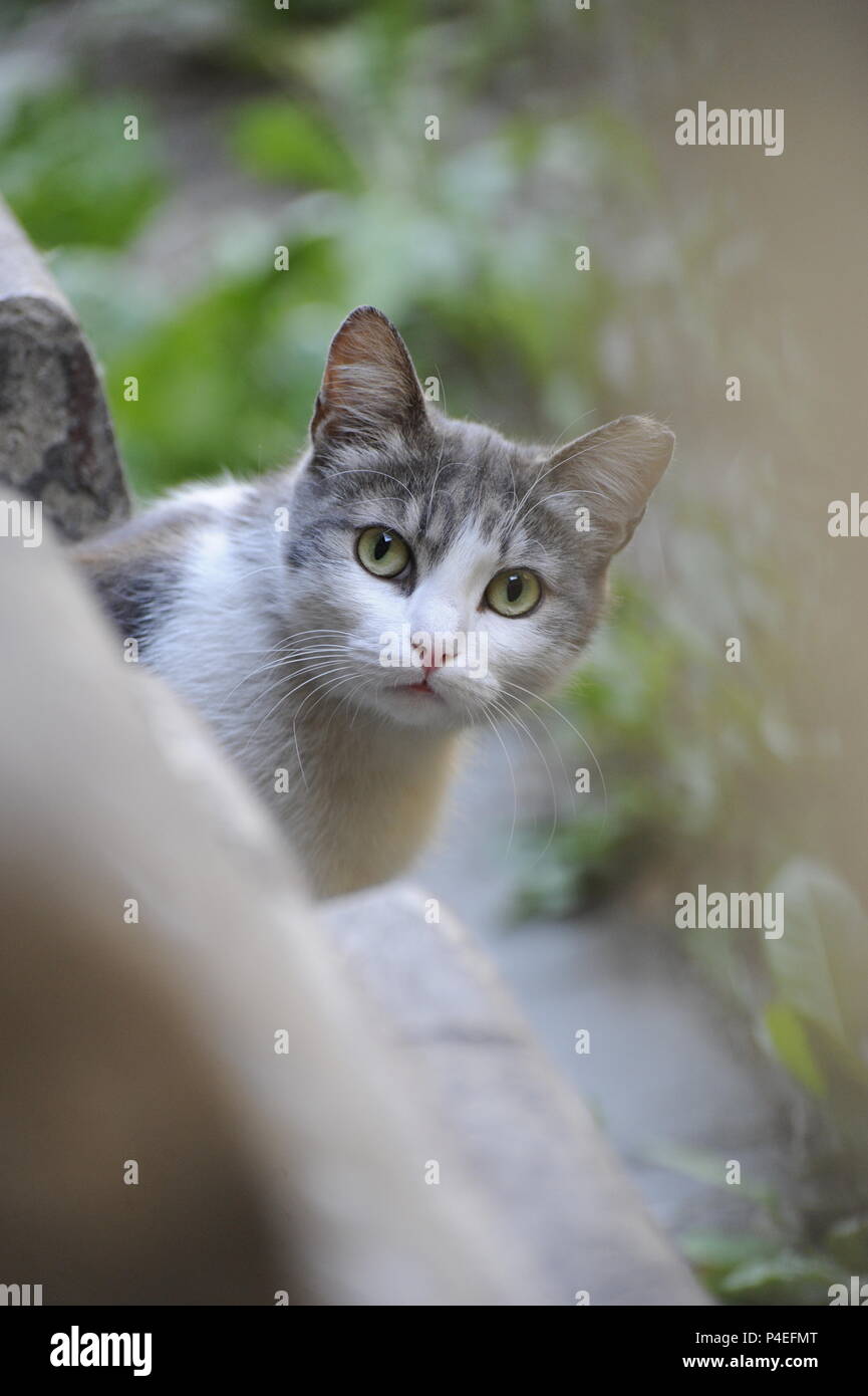 Calle lindo gracioso gato-gato callejero en los ojos ojos verdes ojos abiertos mirando a la cámara Foto de stock
