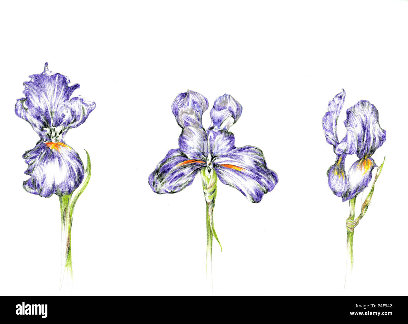 Tres Lirios púrpura dibujo a lápiz de color Fotografía de stock - Alamy