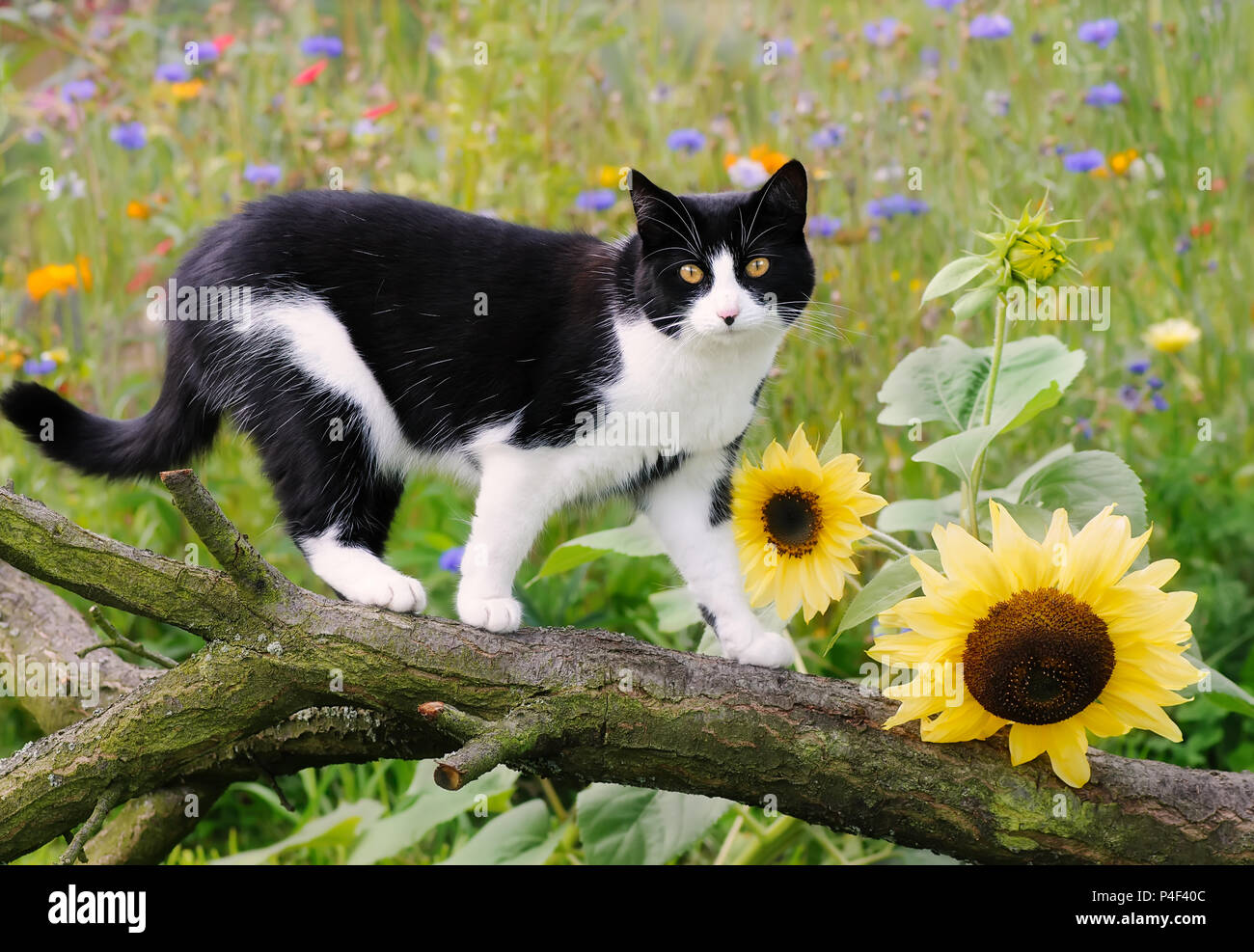 Un lindo gato, tuxedo patrón bicolor blanco y negro, European Shorthair,  caminando en la rama de un árbol, en un jardín con flores de girasol  Fotografía de stock - Alamy