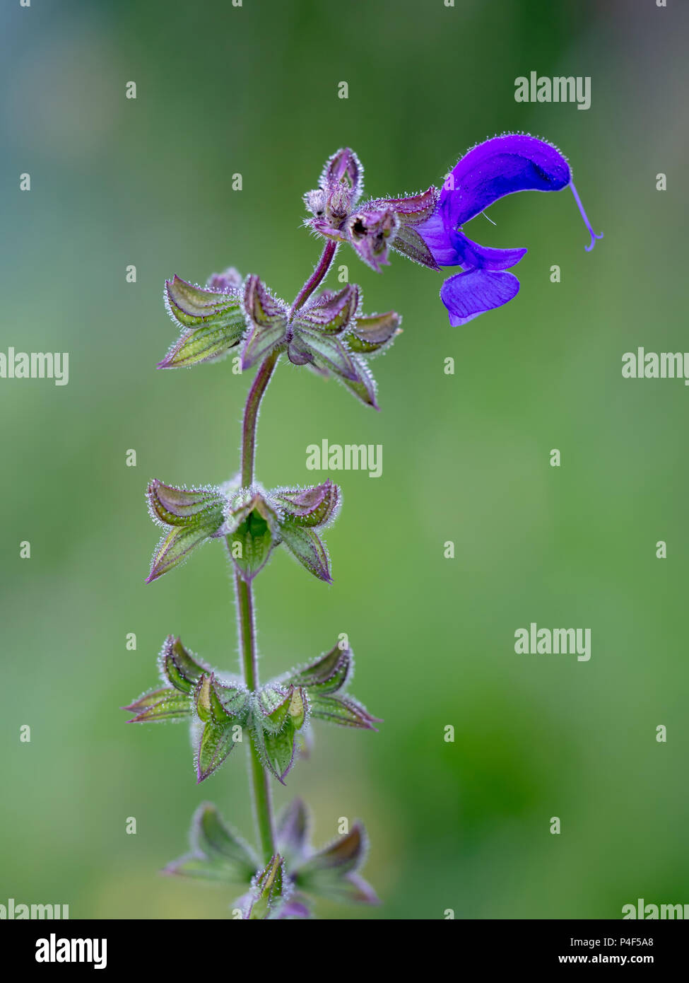 Prado Prado, salvaje, Clary Sage, Salvia pratensis Foto de stock