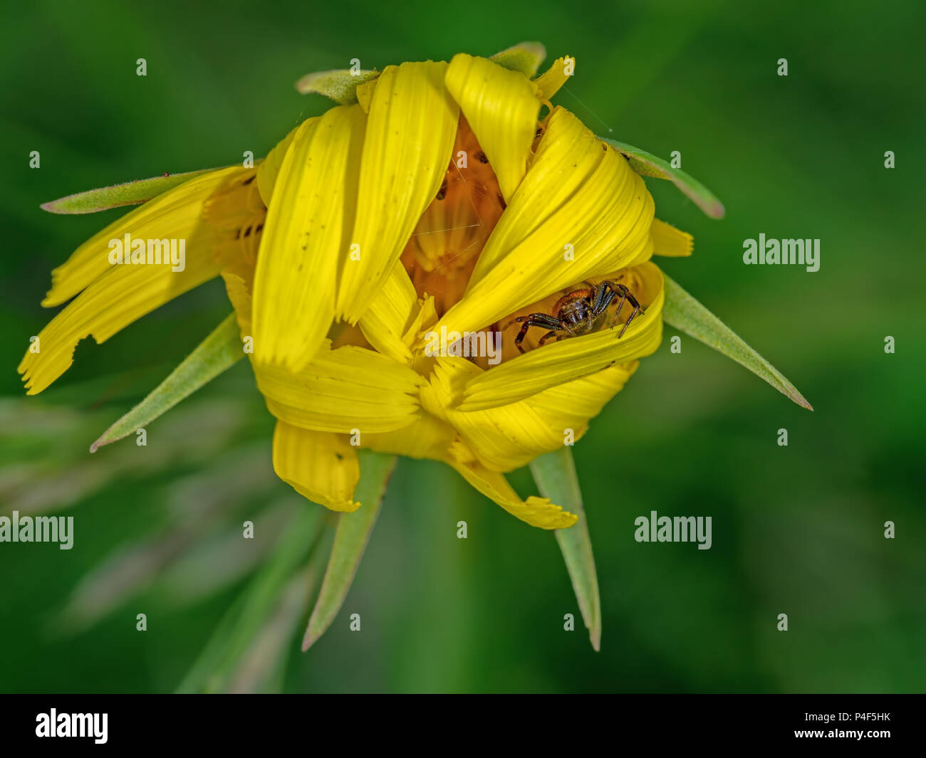 Araña en flor. Synema globosum.entorno natural. Foto de stock