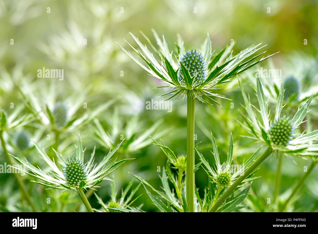 Imagen cercana de la floración verano spiked flores azules de Eryngium  nombres comunes incluyen eryngo y amatista mar holly Fotografía de stock -  Alamy