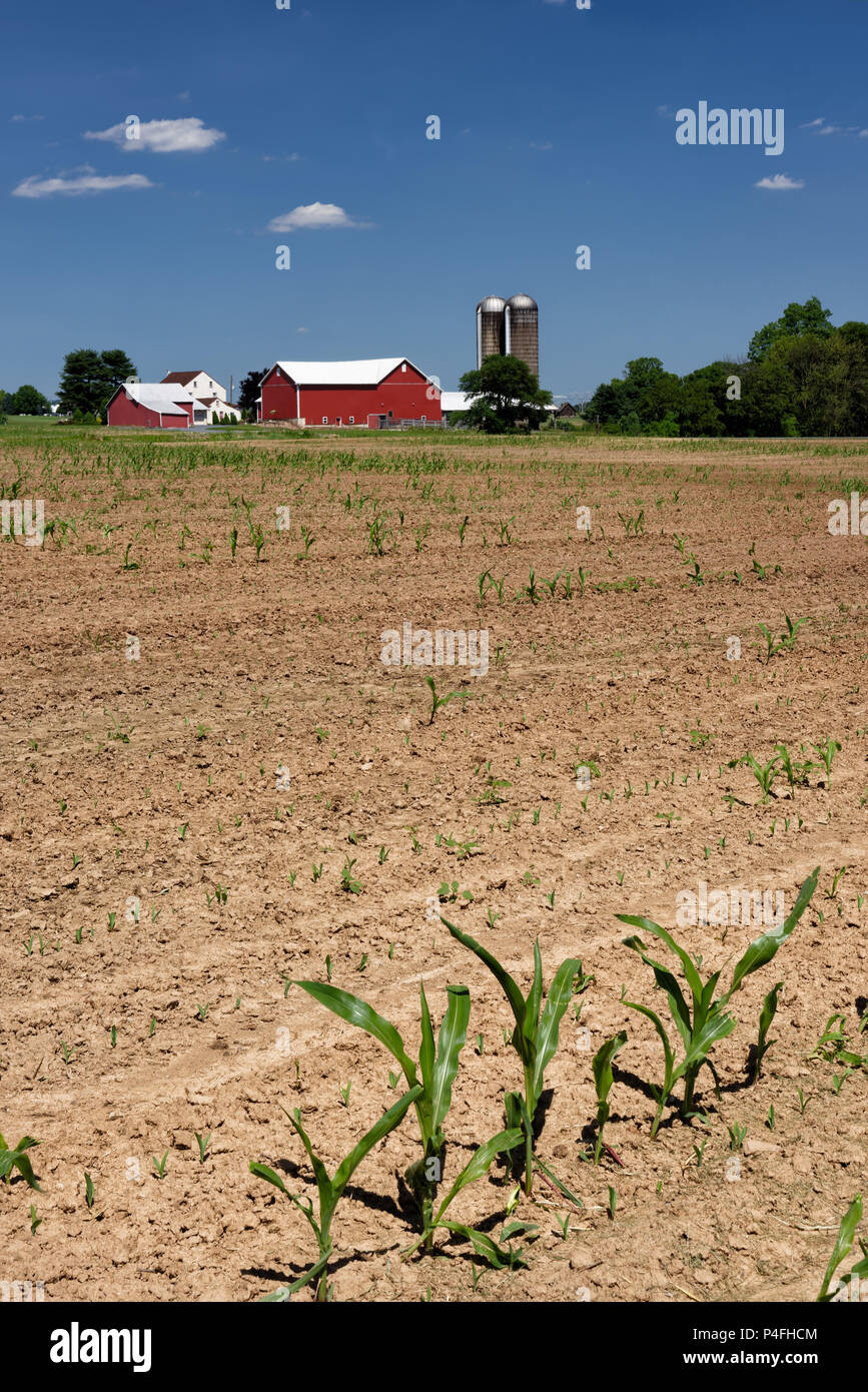 La escena de la granja con el fracaso de la cosecha de maíz en lucha en el medio campo desnudo vacía, probablemente debido a una primavera muy húmeda, Pennsylvania, Estados Unidos. Foto de stock