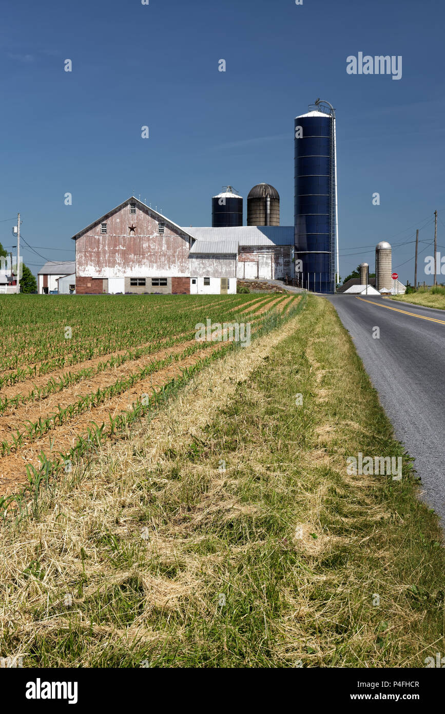 Scenic granja lechera con white barn y el nuevo campo de maíz a lo largo de una carretera en Pennsylvania, Estados Unidos. Foto de stock