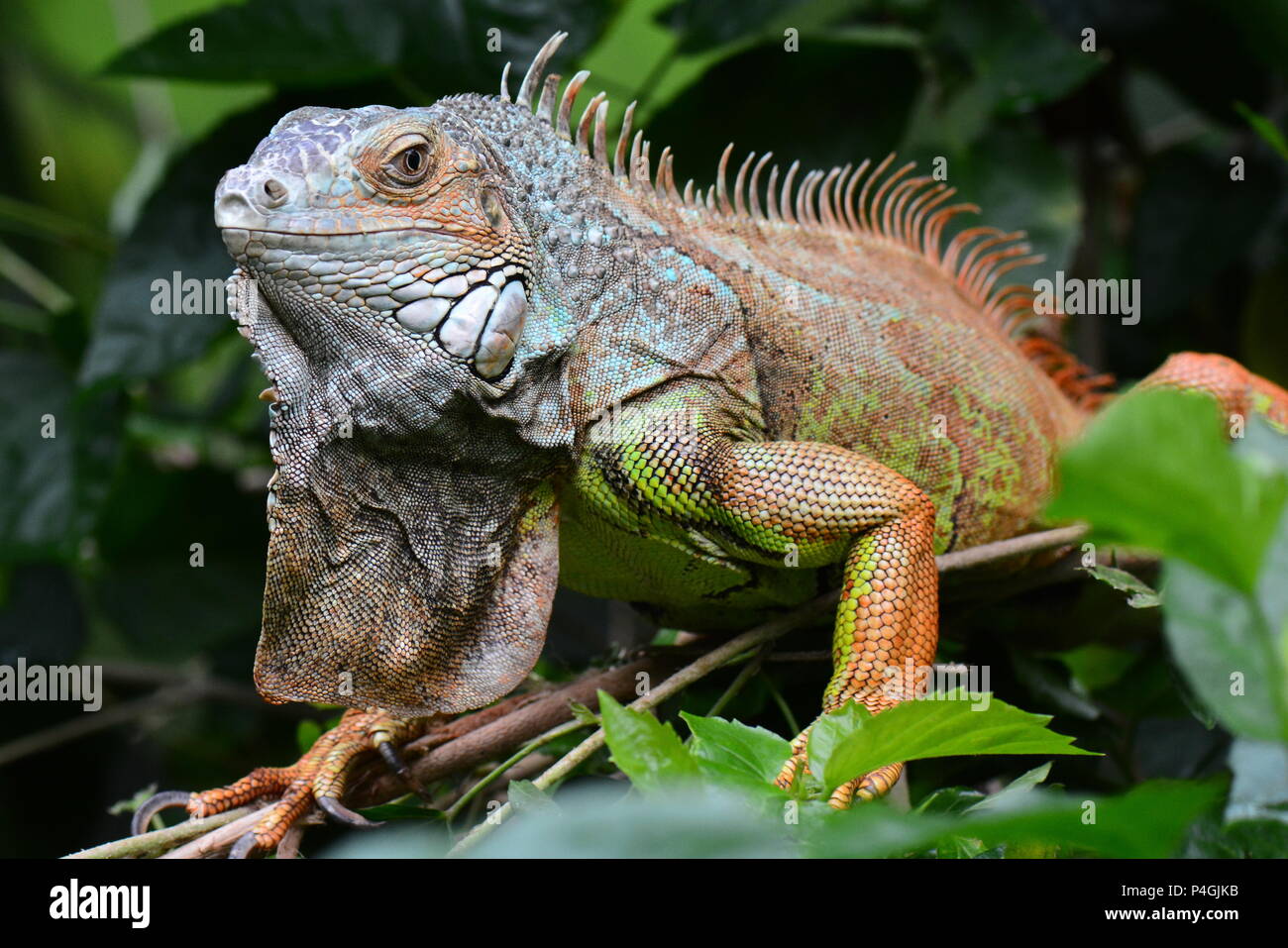 Iguana macho verde grande Foto de stock