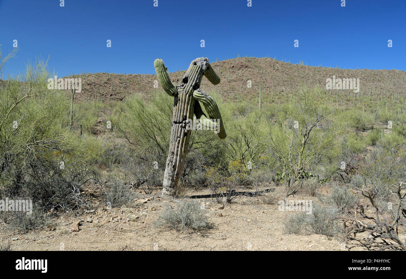 Viejo cacto saguaro en el sur de Arizona en un día soleado, parece estar ondeando Foto de stock