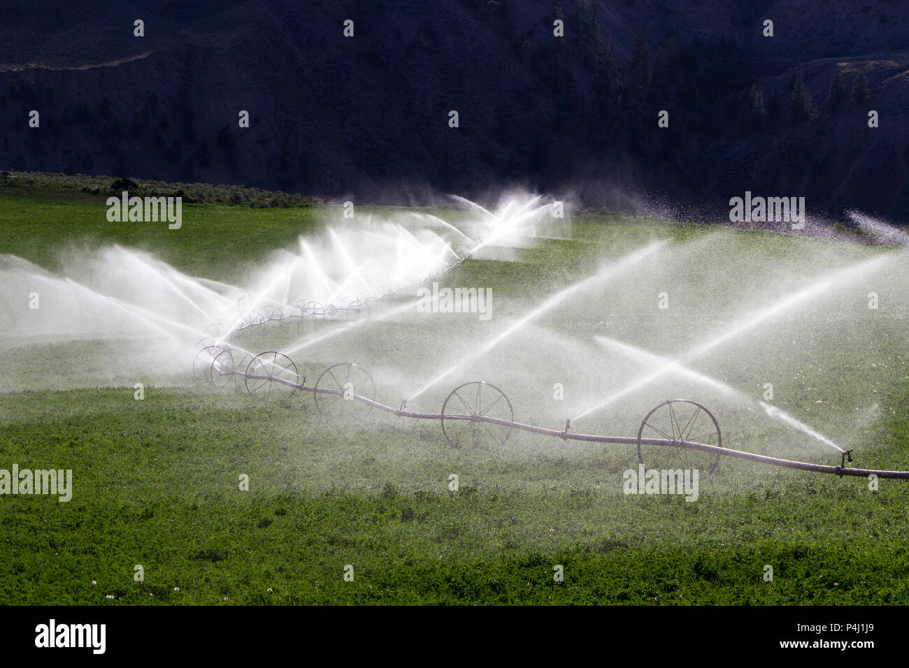 Rueda de riego con aspersores agrícolas regando un campo de alfalfa, en  British Columbia, Canadá Fotografía de stock - Alamy