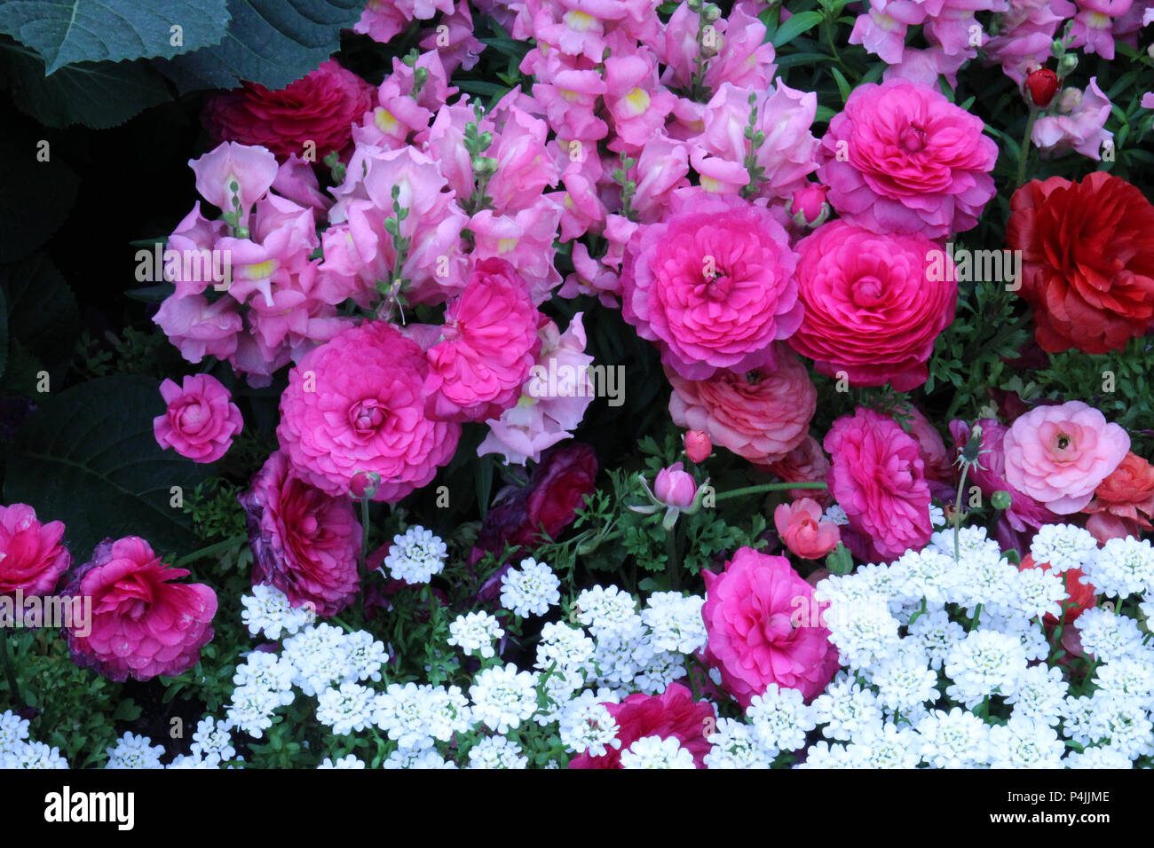 Un parterre lleno de color rosa y rojo, durazno, Ranunculus, rosa y blanco flores Candytuft dragones Foto de stock