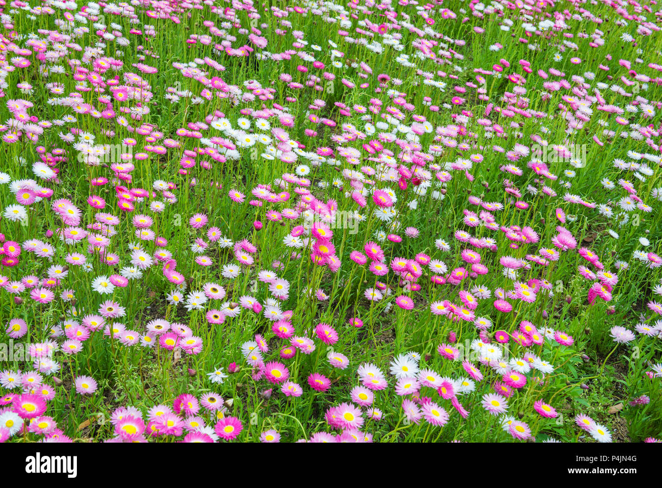 Blooming hermosa pradera verde con rosas y flores blancas en el mediodía. Como un fondo de flores naturales Foto de stock