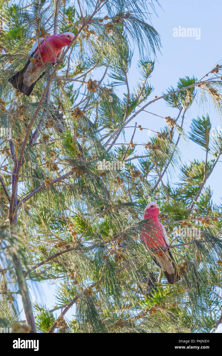 Pareja de loros coloridos Galah afuera en una rama de árbol en la mañana. Australia cacatúa rosa y gris Foto de stock