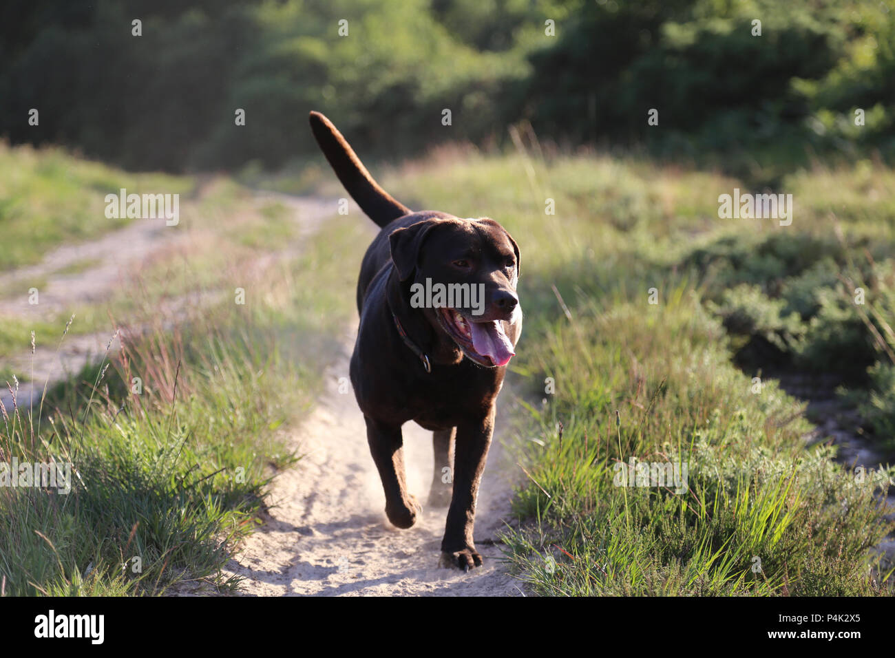 Perro Labrador marrón caminando a lo largo del camino en el bosque de Ashdown Foto de stock