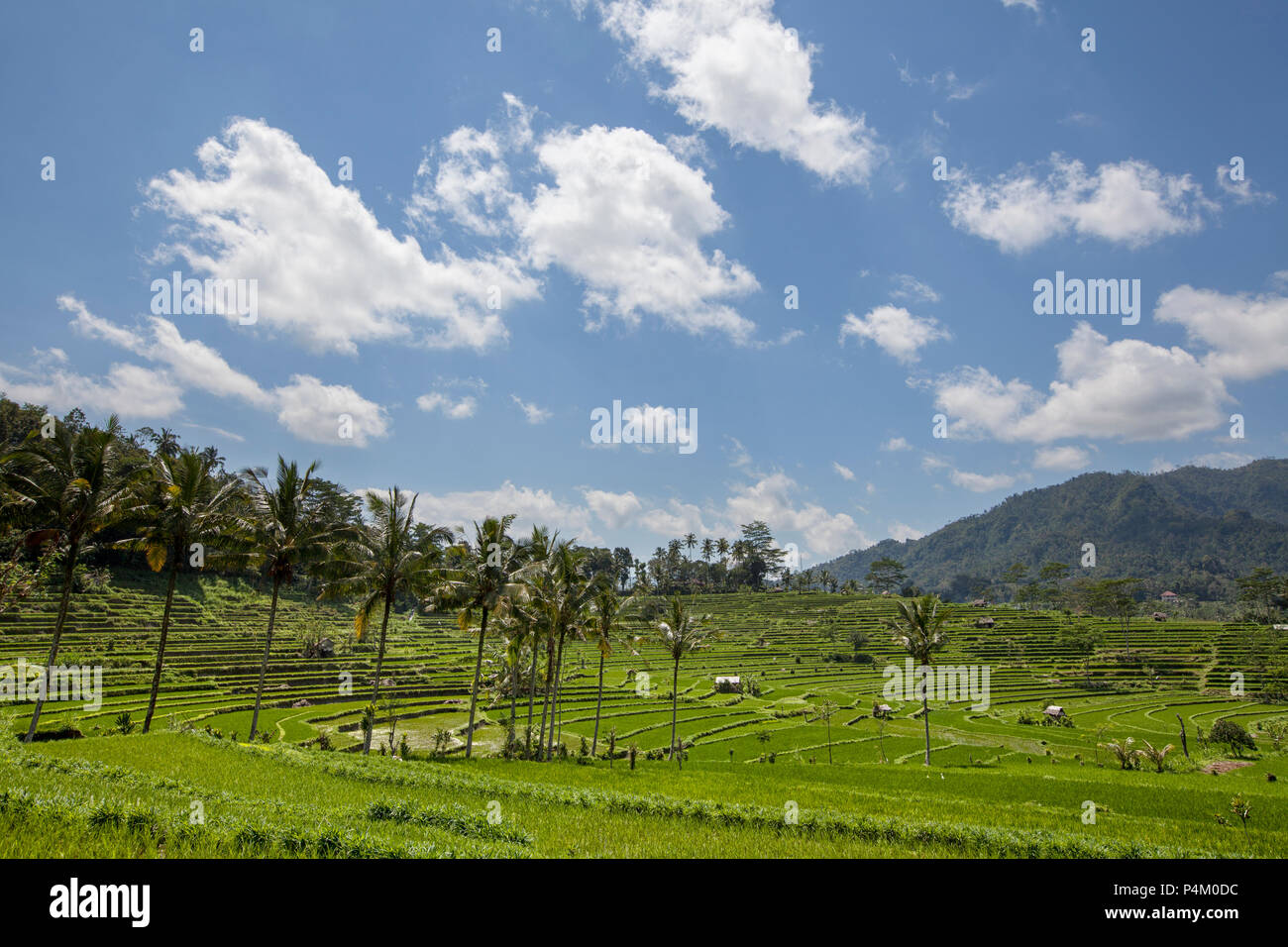Campo de arroz en fase temprana en Ubud, Bali, Indonesia. Árbol de coco y cabaña al fondo Foto de stock