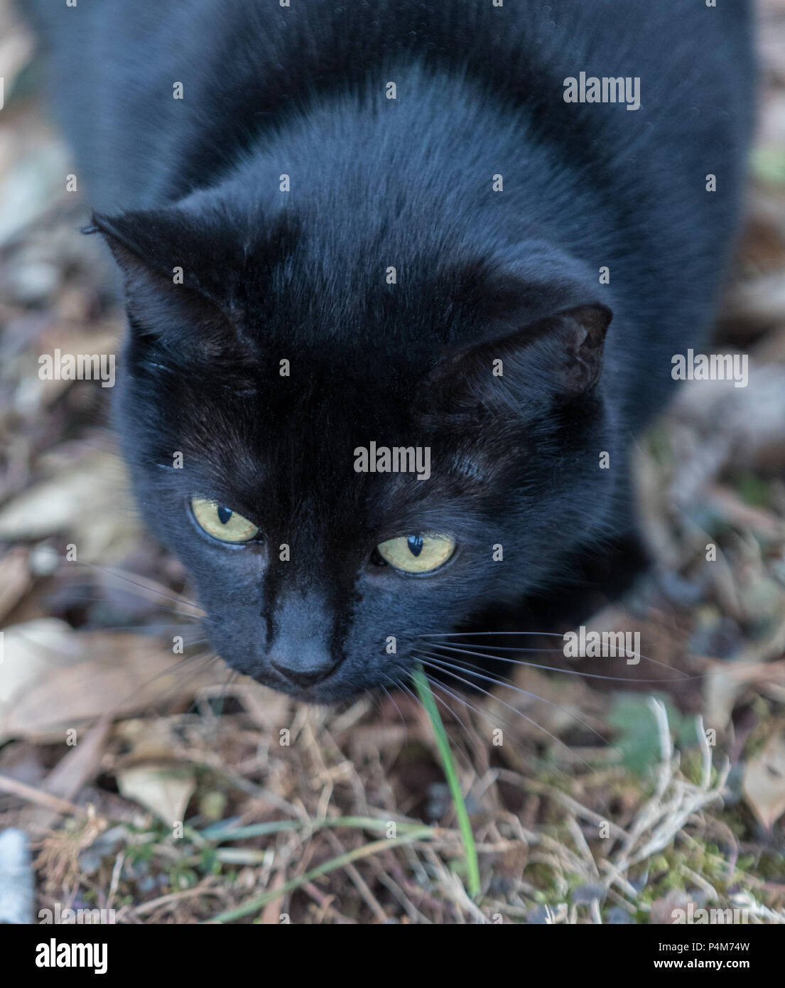 Un gato negro, centrado y listo para saltar, tomada desde arriba. Foto de stock