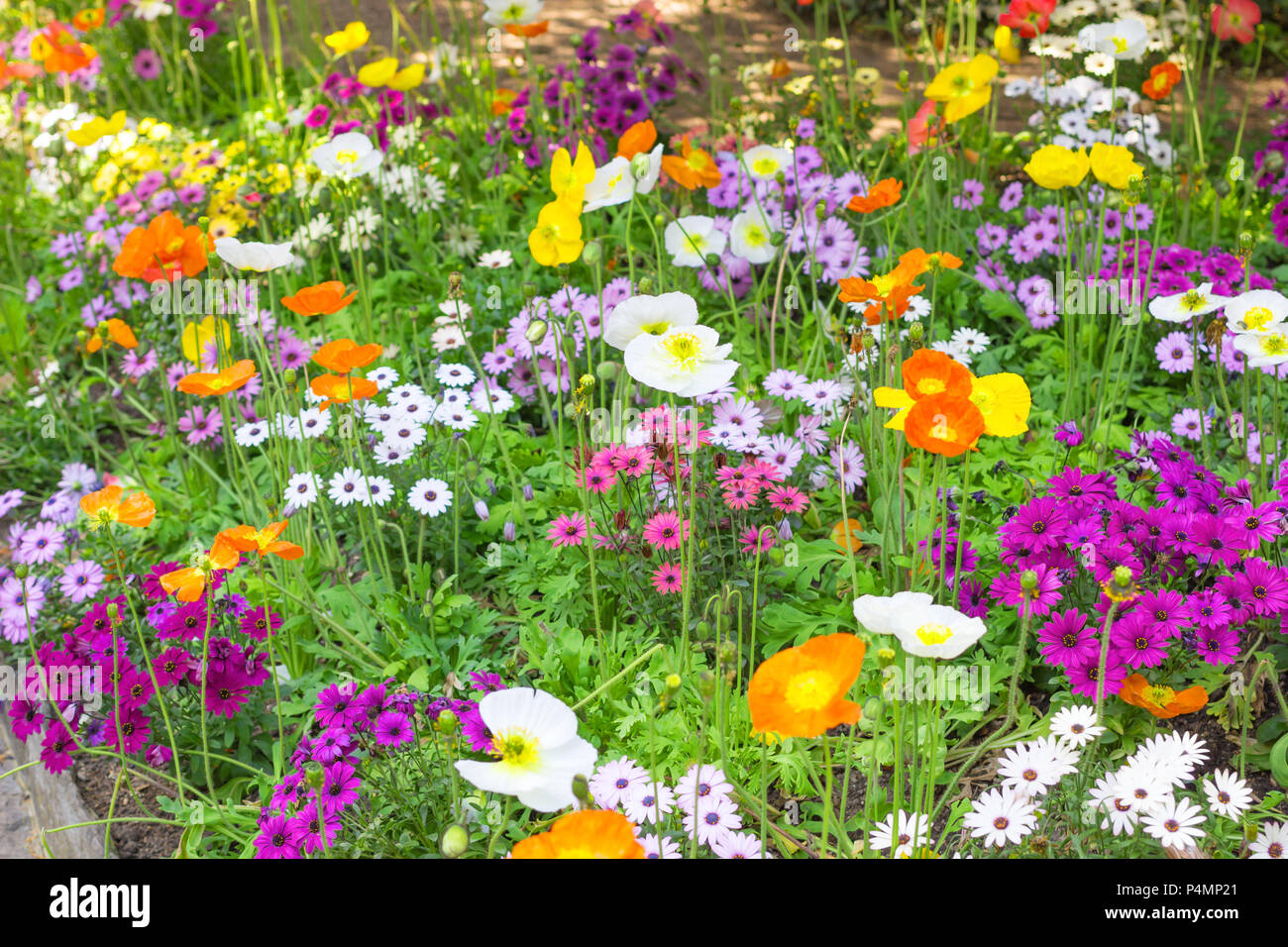Campo de flores coloridas flores de primavera en un jardín en primavera o  verano natural paisaje del fondo Fotografía de stock - Alamy