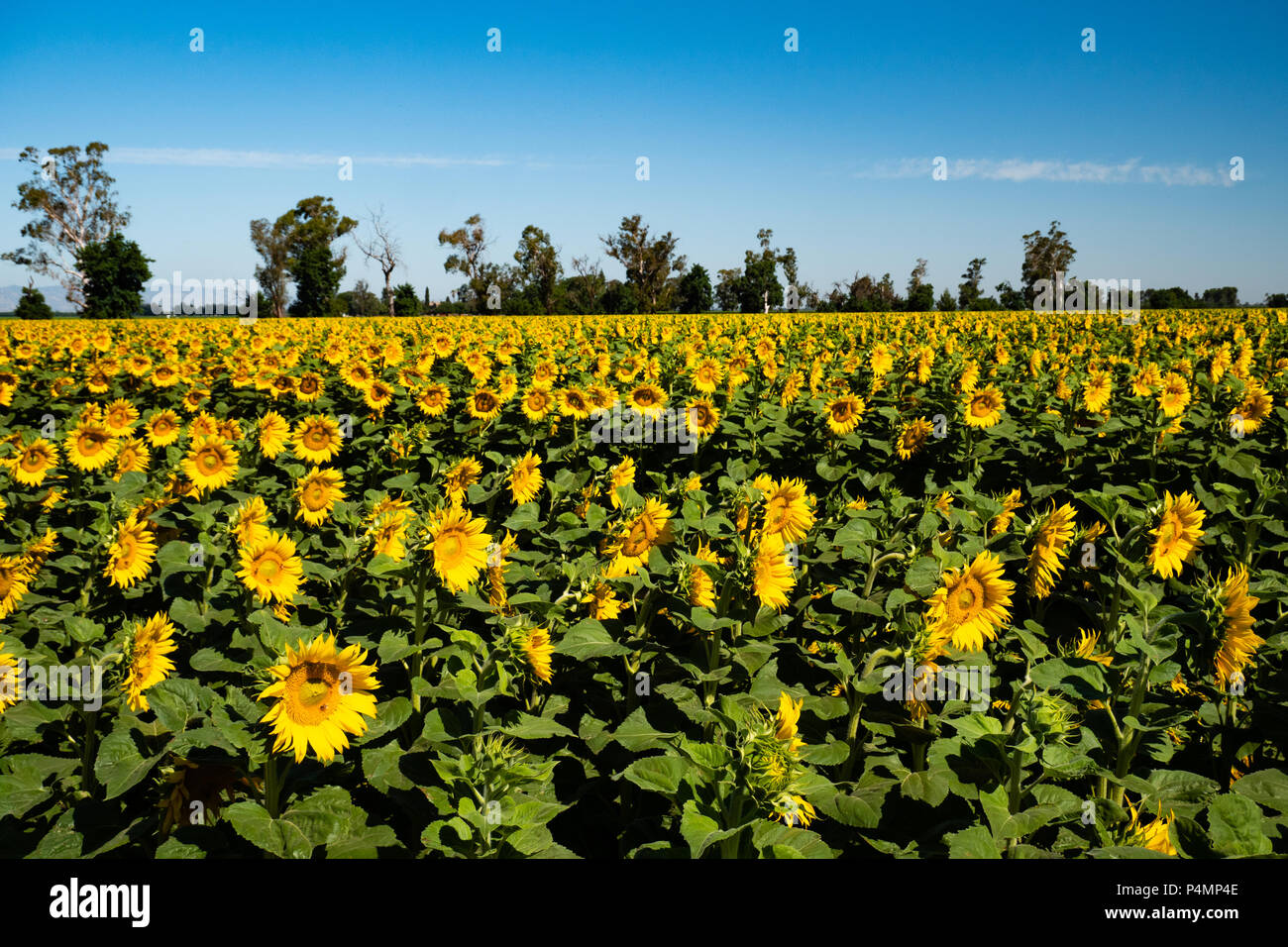 Girasoles Dixon, California Foto de stock