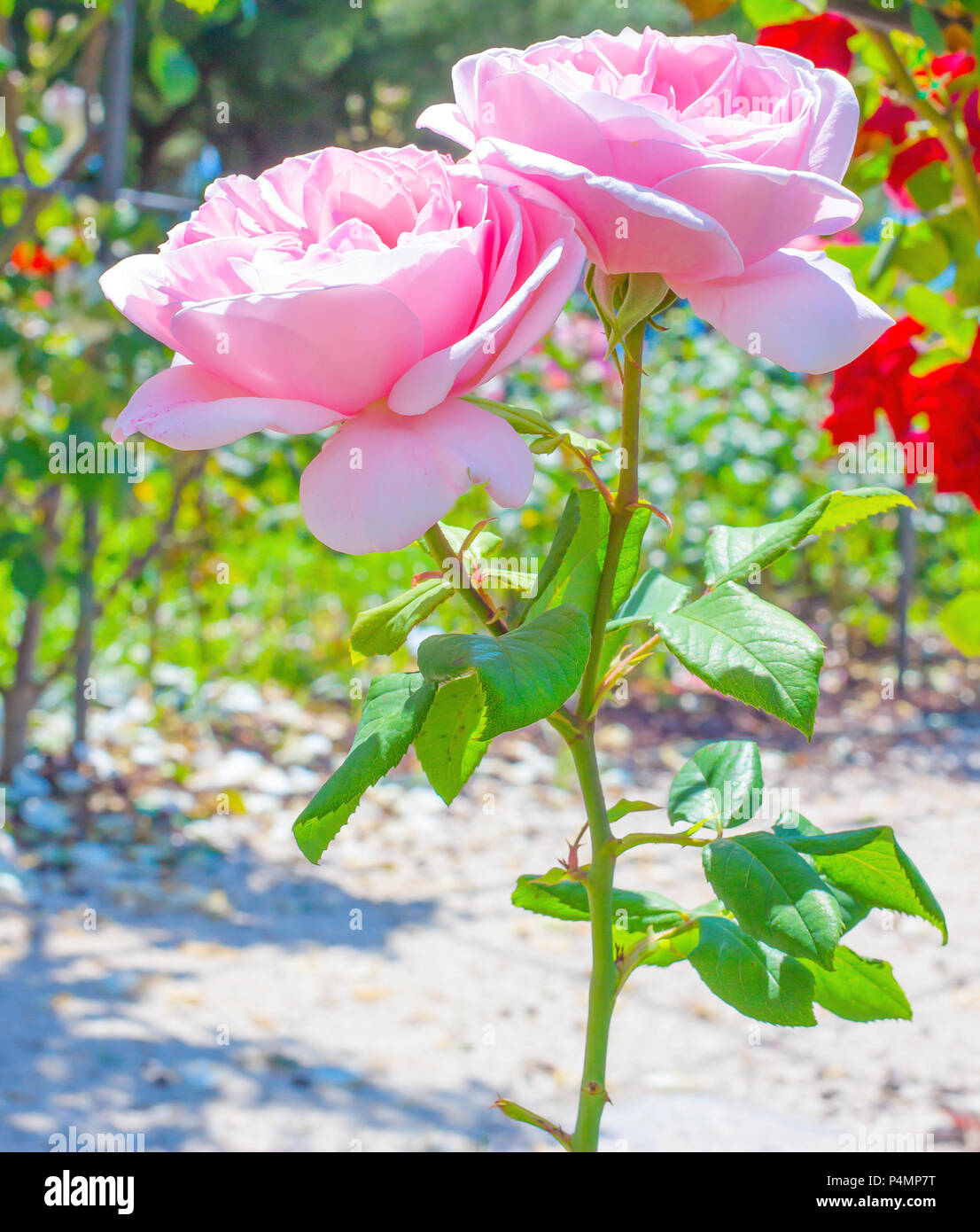 Colorido, preciosa, delicada rosa en el jardín de rosas, flor que florece  en la primavera del fondo natural Fotografía de stock - Alamy